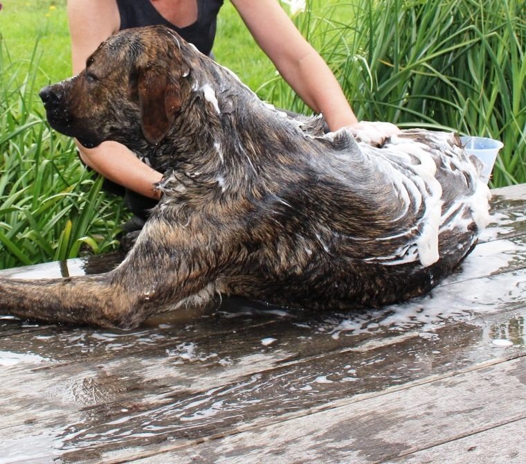 Best soap clearance for dog bath