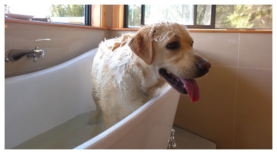 Original WashBar Soap for Dogs WashBar